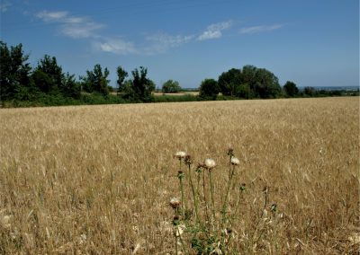 Garrigues-Sainte-Eulalie