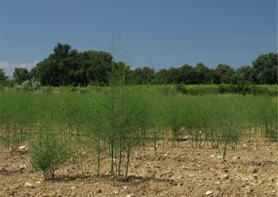 Garrigues-Sainte-Eulalie